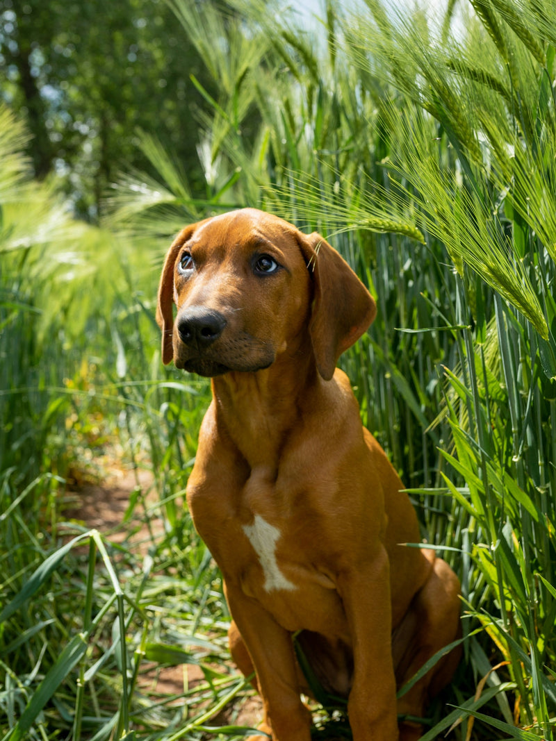 Ragù PREMIUM - Cane