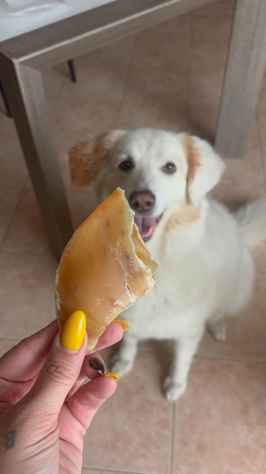 Zoccolo di bovino